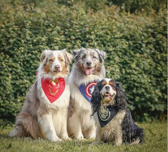 Pawvengers Dog Bandana