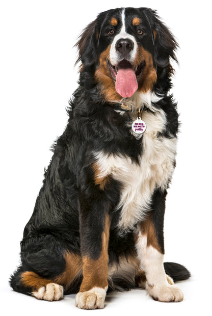 Pet Me & Tell Me I'm Pretty - Pet ID Tag