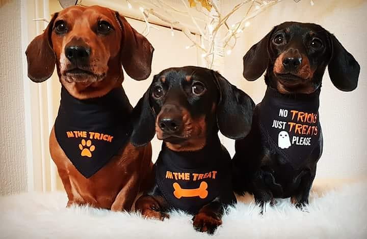 No Tricks Just Treats Dog Bandana