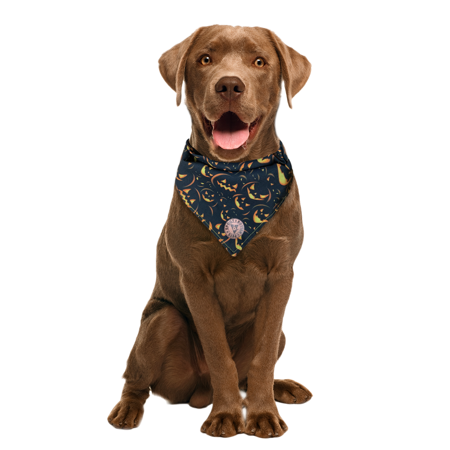 Burley Dog Bandana