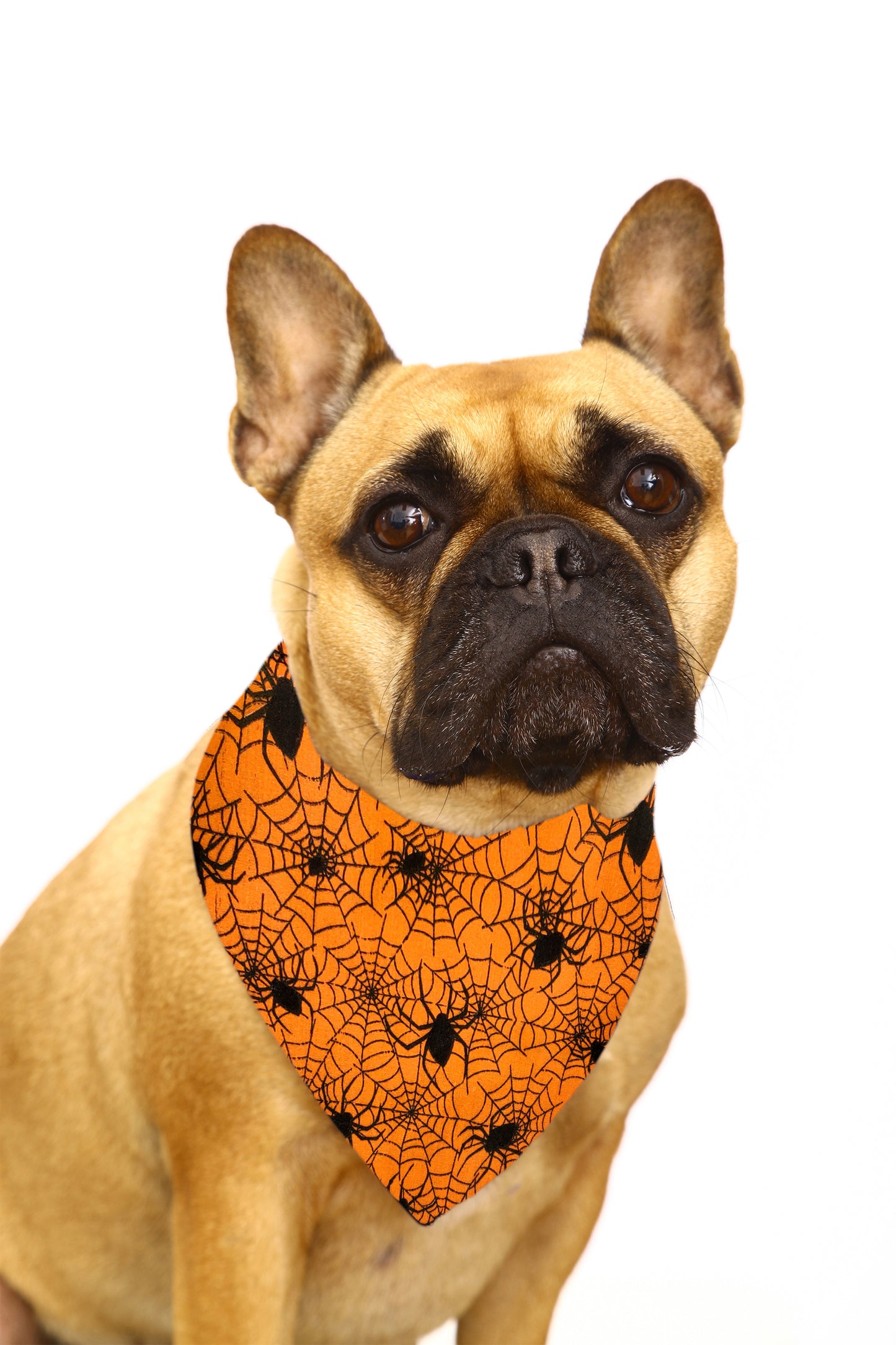 Orange Cobwebs Any Name Dog Bandana