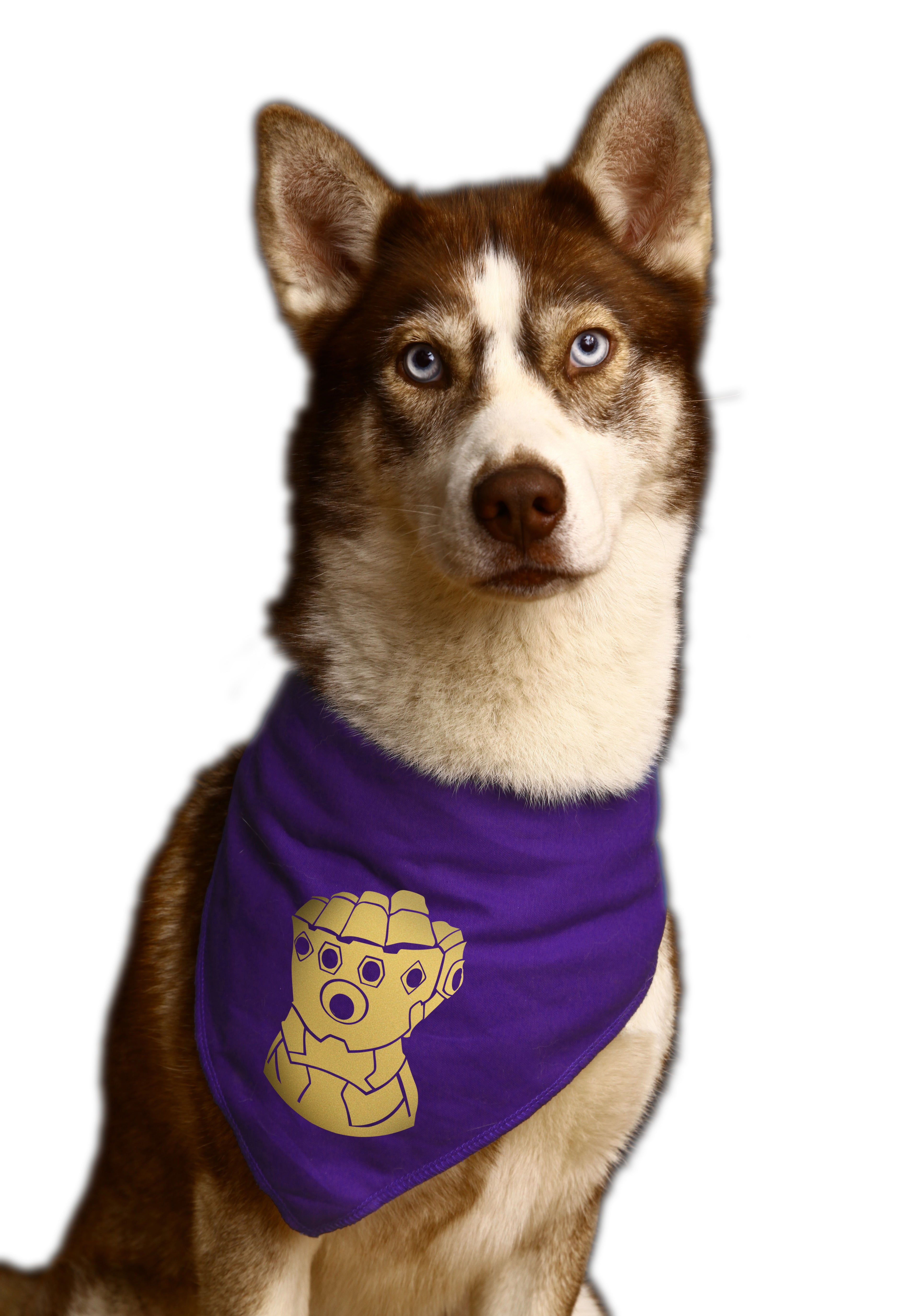 Jmu dog bandana best sale