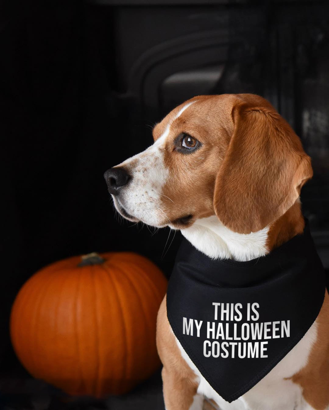 This Is My Halloween Costume Dog Bandana