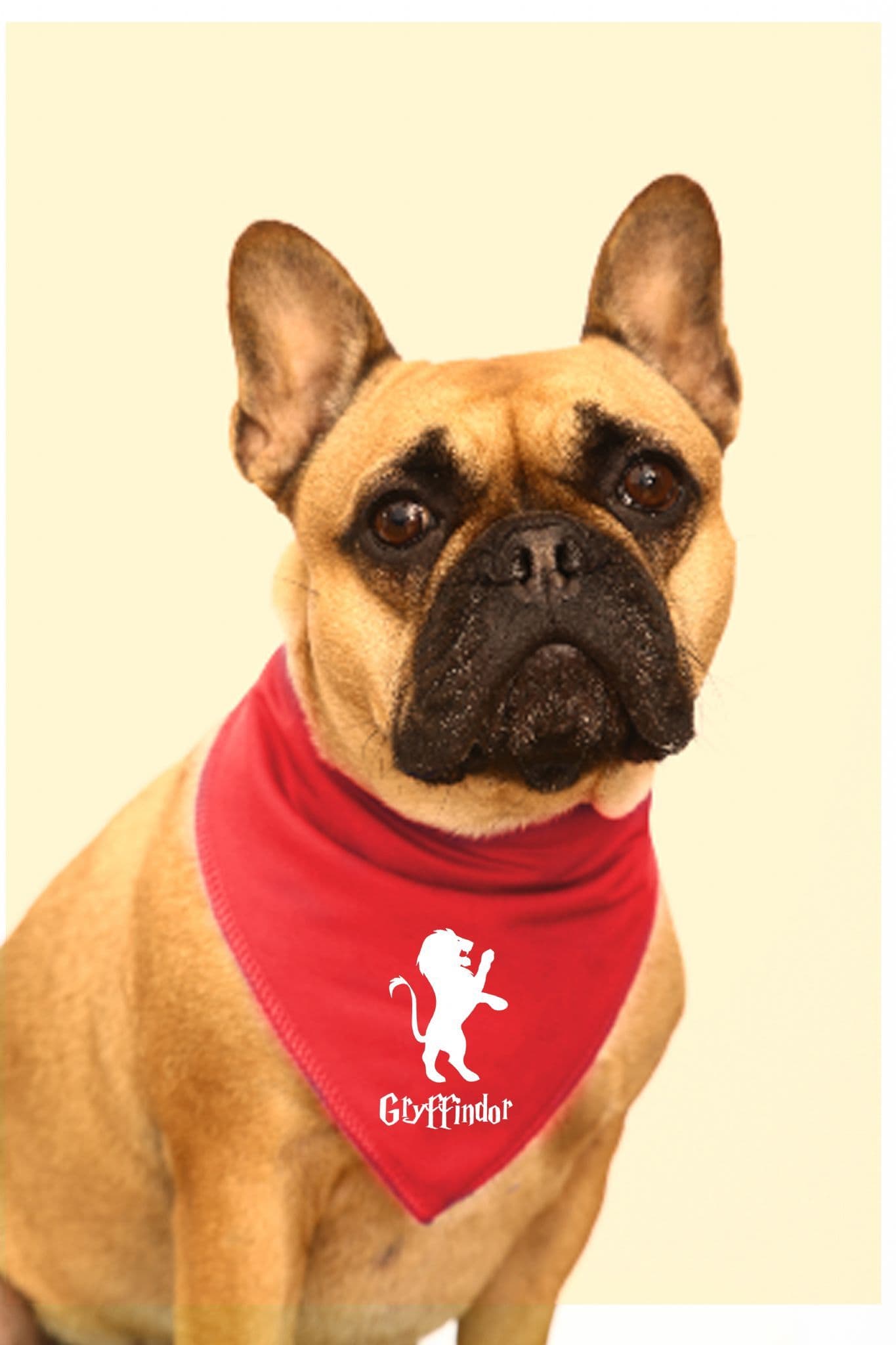 Harry potter dog clearance bandana