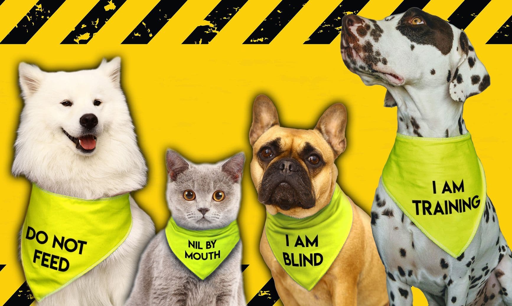 'I'M ON THE STAFF' Hi Viz Alert Dog Bandana