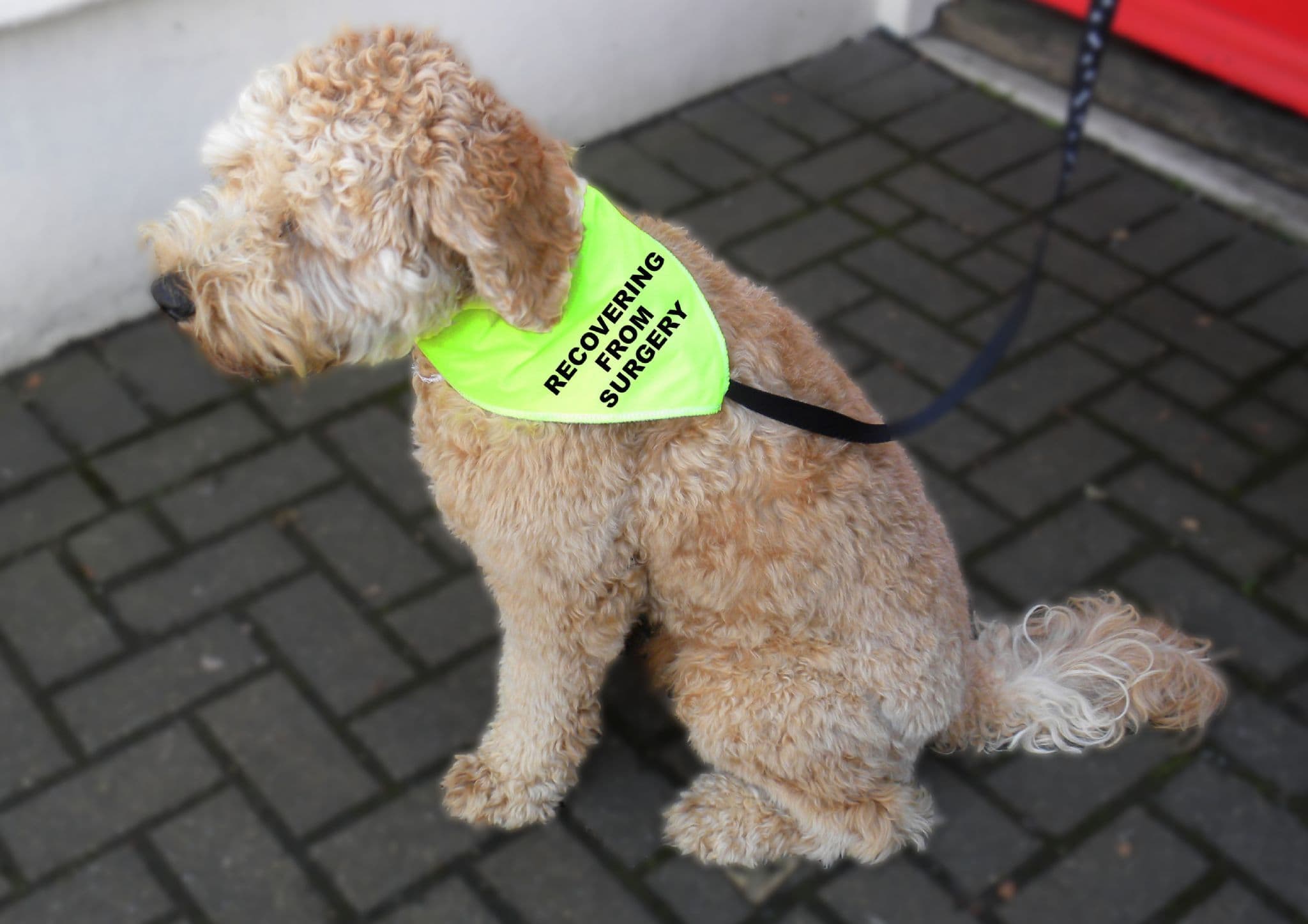 Hi vis dog clearance bandana