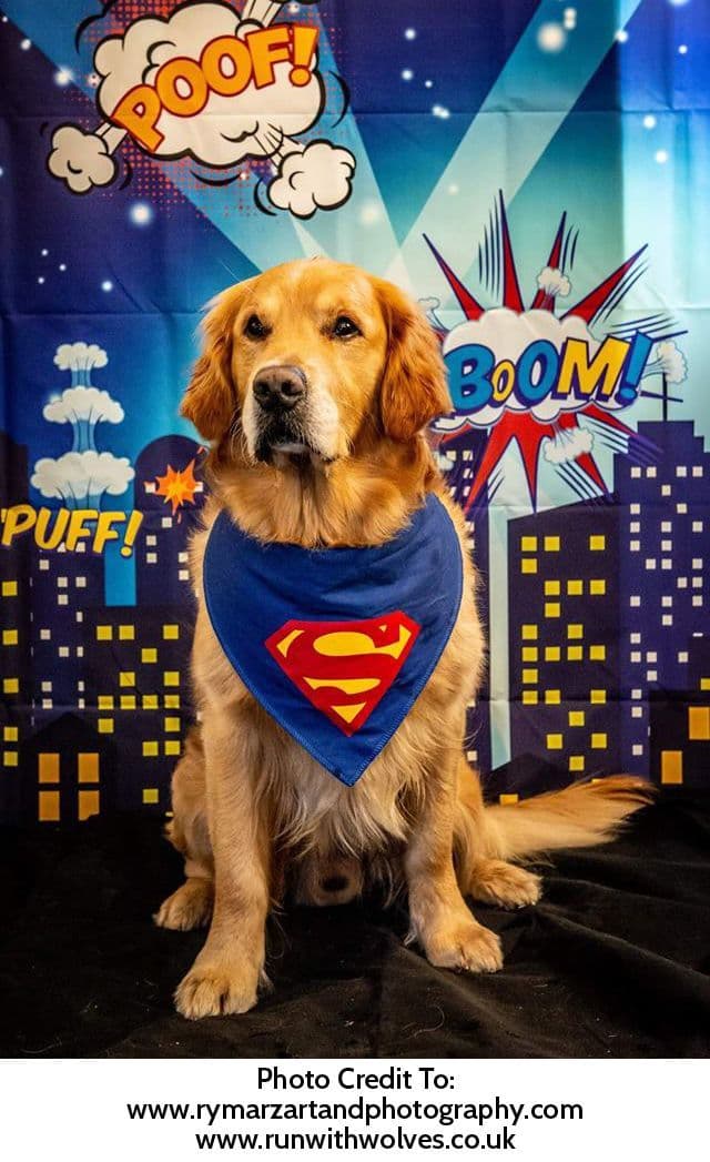 Superdog Superman Blue Dog Bandana