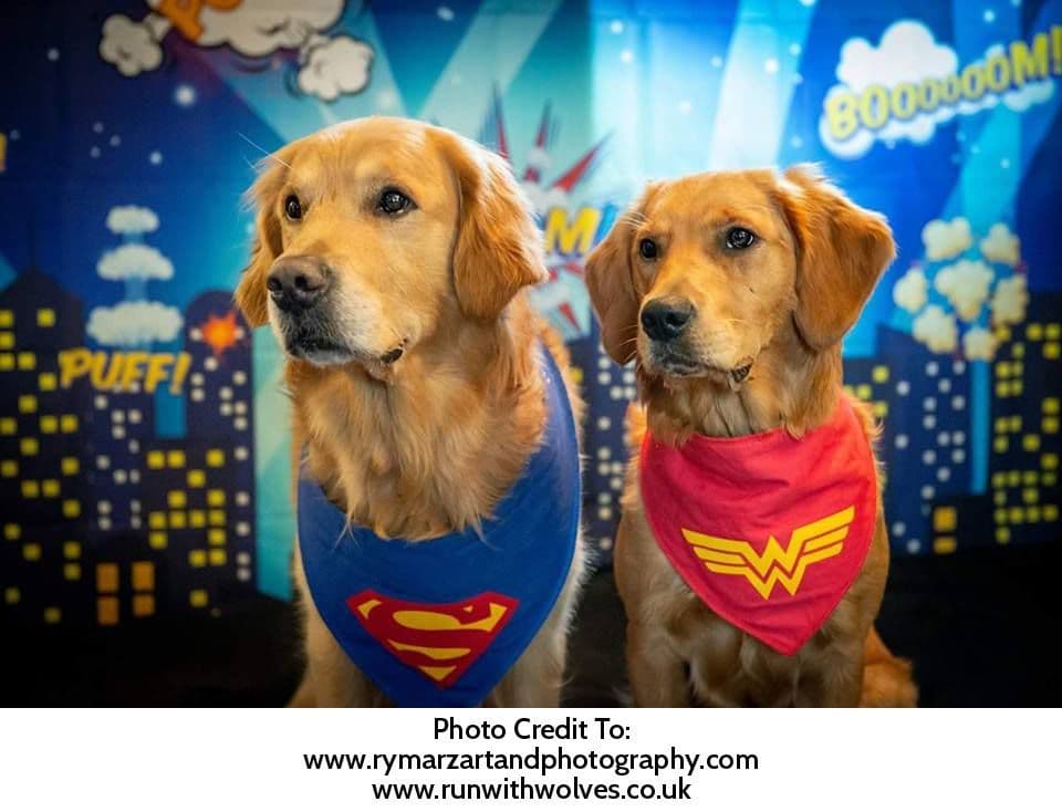 Superman dog store bandana