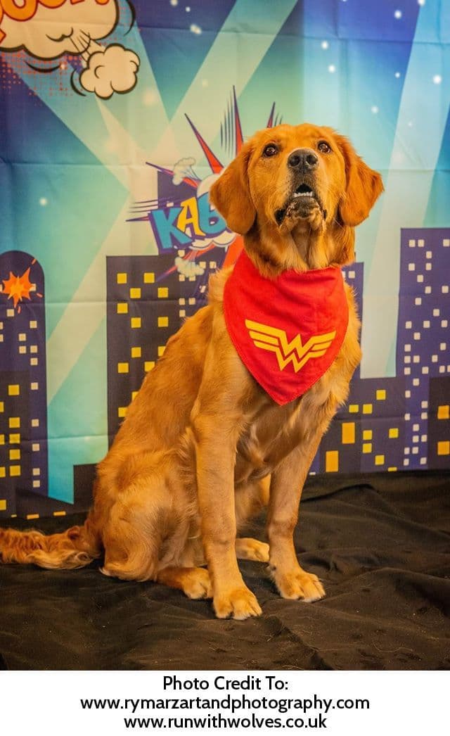 Wonder Woman Red Dog Bandana